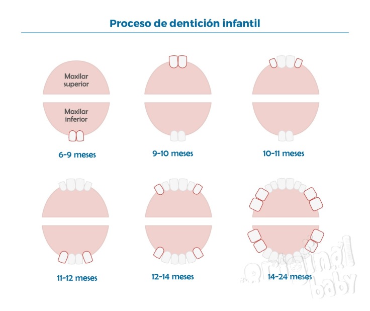 El proceso de dentición